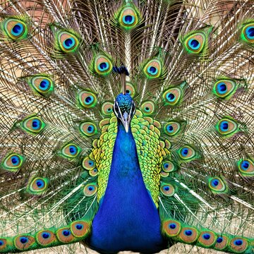 Peacock Displaying its Feathers