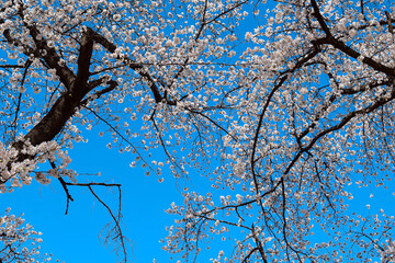 Cherry Blossom Branches Against Clear Blue Sky Background © aeon