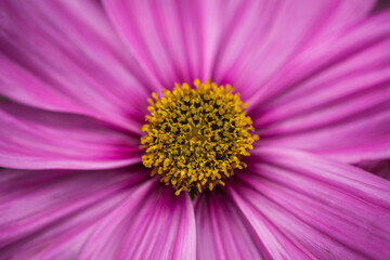 Obraz premium Vibrant Floral Macro Closeup Flower with soft Background