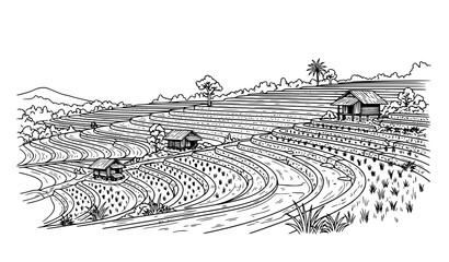Black and white rice field vector illustration with layered terraces and rural huts in minimalist line art © BijoyChandra