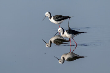 Obraz premium Pied stilt wading in water with reflection and soft background