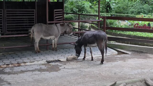 Domestic donkeys in a controlled environment for animal conservation