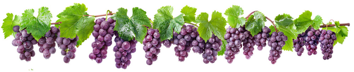Fototapeta premium Ripe purple grapes hanging in bunches from vine with green leaves and water droplets, on white background, symbolizing freshness
