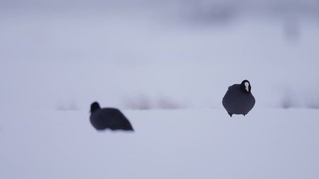 Pair of Eurasian coots walking through a snow covered field in a snow storm, close up