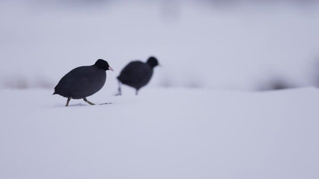 Eurasian coots walking across a snow covered field towards a pond during a windy storm