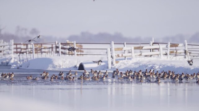 A flock of waterfowl descending and landing on a small pond surrounded by snow-covered agricultural fields on a bright, sunny winter day, static shot