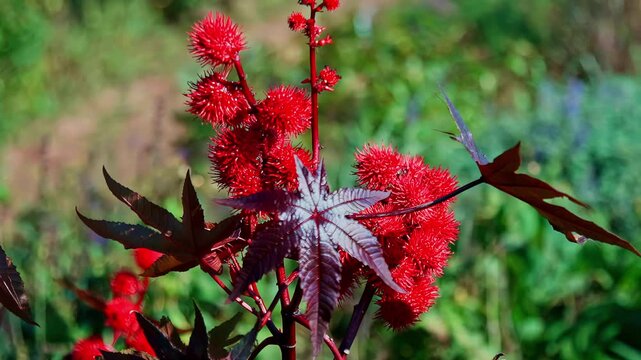 Close up of red castor oil plant seed pods and dark leaves in gardens
