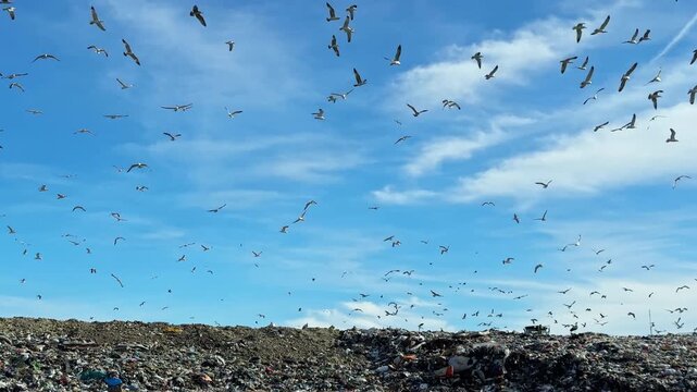 Many birds are seen flying over a large landfill filled with trash. The sky is bright and clear, showing a mix of clouds. The scene shows how wildlife interacts with waste areas.