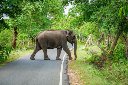 South Indian Elephant, wild tusker in forest Masinagudi Tamilnadu