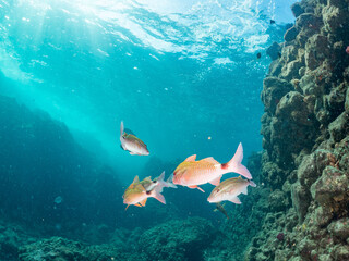 Fototapeta premium ホウライヒメジ, メジナ, ニザダイ, ソラスズメダイ, 英名学名： Whitesaddle goatfish, Parupeneus ciliatus, Largescale Blackfish, Girella punctata, Sawtail, Prionurus scalprum, Heavenly Damselfish, Pomacentrus coelestis, 他。 ヒリゾ浜南