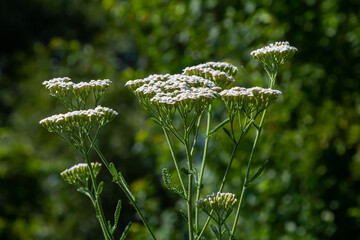 common yarrow achillea millefolium with fly Tachina fera © Oleh Marchak