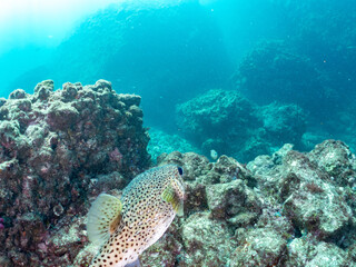 Fototapeta premium 大きなネズミフグ, ハリセンボン科, 英名学名：Spot-fin porcupinefish, Diodon hystrix, 他。 ヒリゾ浜南伊豆町中木 静岡県伊豆半島-2025 日本有数のシュノーケリングスポット。 夏の数カ月間だけ渡し船で行ける。 水質透明度魚影が素晴らしい。 