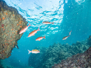 Fototapeta premium ホウライヒメジ, メジナ, ニザダイ, ソラスズメダイ, 英名学名： Whitesaddle goatfish, Parupeneus ciliatus, Largescale Blackfish, Girella punctata, Sawtail, Prionurus scalprum, Heavenly Damselfish, Pomacentrus coelestis, 他。 ヒリゾ浜南