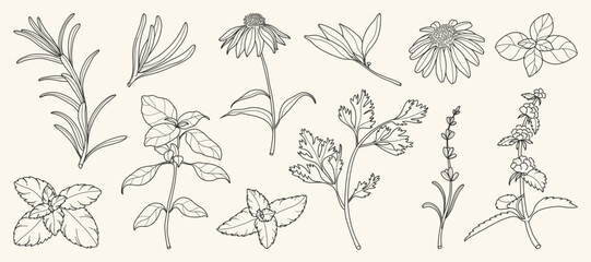 Fototapeta premium minimal Herb botanical graphic sketch line art drawing, trendy tiny design, leaf elements vector illustration
