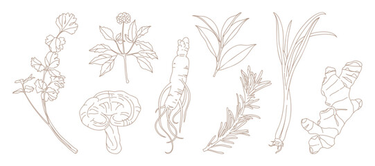 Fototapeta premium minimal Herb botanical graphic sketch line art drawing, trendy tiny design, leaf elements vector illustration