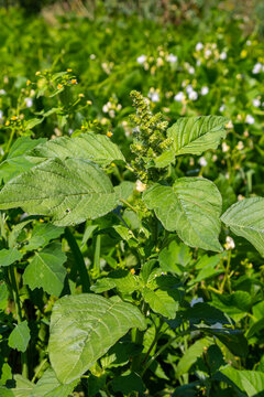 Amaranthus retroflexus, true to one of its common names, forms a tumbleweed. It may be native to the Neotropics or Central and Eastern North America. This plant is eaten as a vegetable in different