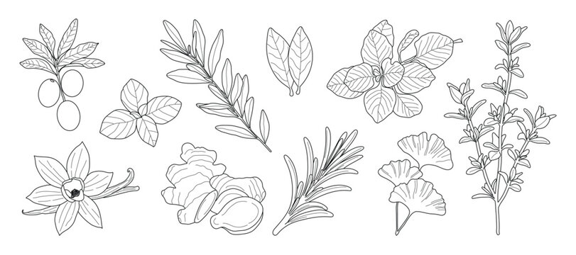 minimal Herb botanical graphic sketch line art drawing, trendy tiny design, leaf elements vector illustration