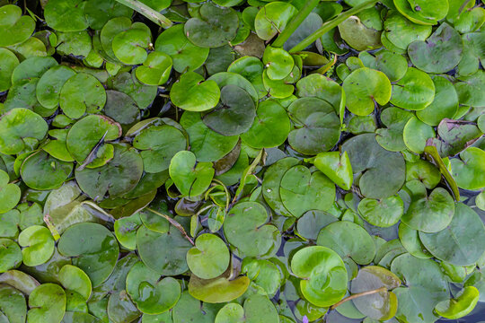 Hydrocharis morsus-ranae, frogbit, is a flowering plant belonging to the genus Hydrocharis in the family Hydrocharitaceae. It is a small floating plant resembling a small water lily