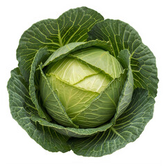 Obraz premium Fresh green cabbage with large leaves healthy food vegetable transparent background