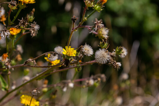 Hieracium laevigatum or smooth hawkweed. Hieracium, known by the common name hawkweed and classically as hierakion. Floral desktop background. Hieracium caespitosum, commonly known as meadow hawkweed