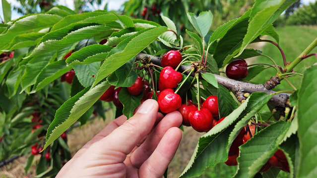 Fresh red cherries ready for seasonal picking on a farm.