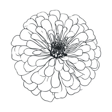 Beautiful zinnia flower illustration with intricate petals and a detailed center, perfect for coloring or graphic design projects.