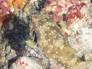 サザナミフグ, フグ科, 英名学名：White-spotted puffer, Arothron hispidus,  他。 ヒリゾ浜南伊豆町中木 静岡県伊豆半島-2025 日本有数のシュノーケリングスポット。 夏の数カ月間だけ渡し船で行ける。 水質透明度魚影が素晴らしい。  © d3_plus