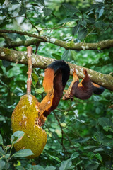 Fototapeta premium Indian giant squirrel or Malabar giant squirrel (Ratufa indica) eating Jackfruit from tree in Kerala Forest