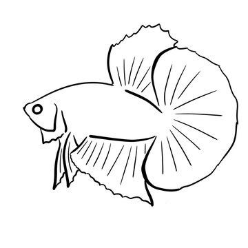 Cupang fish vector illustration