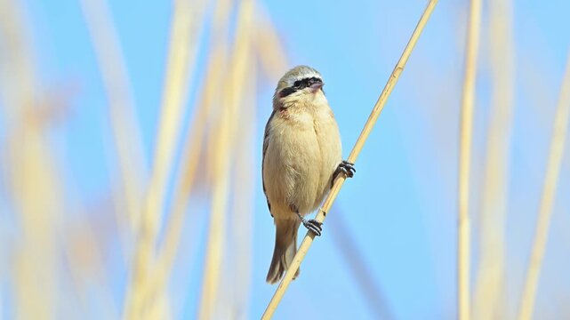 Eurasian Penduline Tit Perched on Reed Branch Against Blue Sky