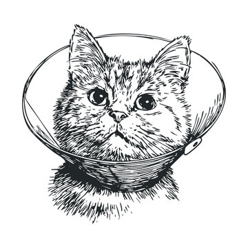 Domestic cat wearing a protective medical collar, depicted in a detailed black and white hand-drawn sketch style, showcasing its expressive eyes and furry face.