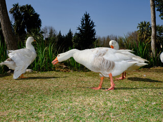 Obraz premium beautiful white domestic geese grazing on a sunny park lawn