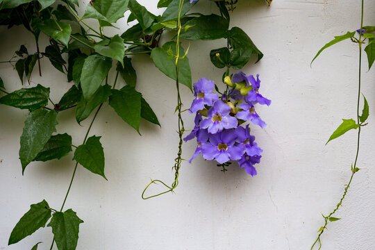 Pianta rampicante con foglie verdi e fiore viola su muro bianco
