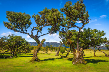 Spectacular old laurel trees in the Fanal forest, Madeira island