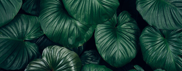 Fototapeta premium closeup tropical green leaves texture and dark tone process, abstract nature pattern background