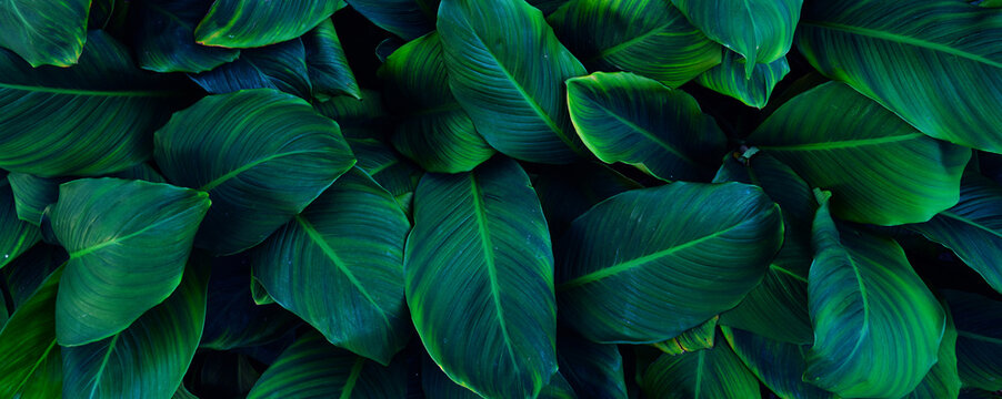 closeup tropical green leaves texture and dark tone process, abstract nature pattern background