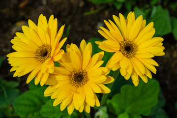 Fototapeta premium closeup beautiful sunflower in the garden, flower background.