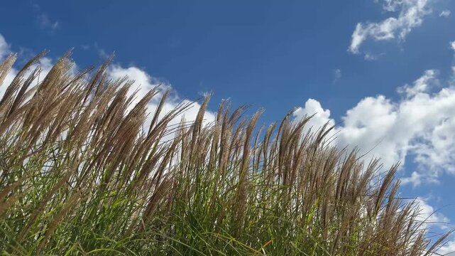 Blue sky with clouds and grass in the wind.