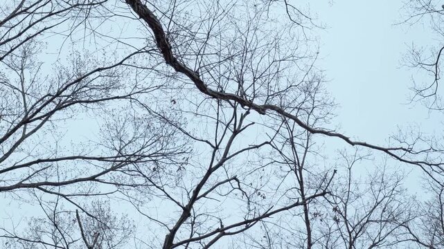 落葉した雑木林の枝を見上げてパンする冬の風景映像