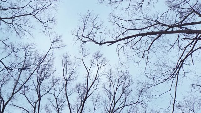 落葉した雑木林の枝を見上げてパンする冬の風景映像
