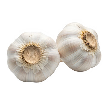 Two bulbs of fresh raw garlic isolated on transparent background transparent background