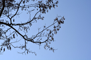 Obraz premium The dark silhouette of a black locust tree with its hanging brown seed pods is set against a clear and bright blue sky - latin name - Robinia pseudoacacia
