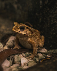 Obraz premium Asian common toad Duttaphrynus melanostictus macro portrait on forest floor Bali Indonesia