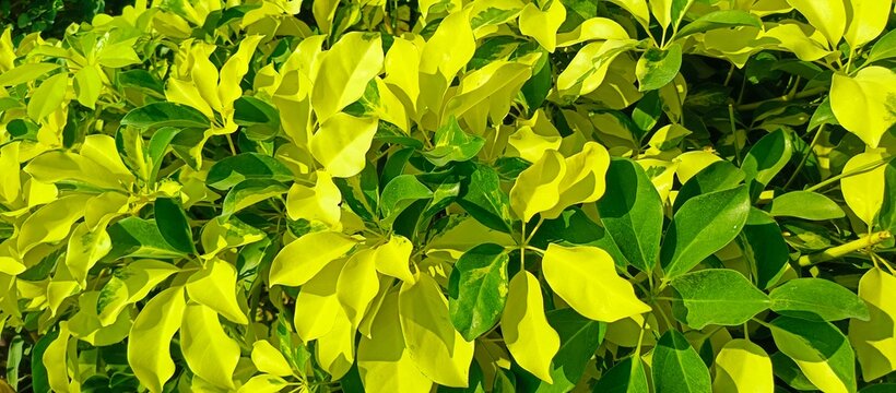 Variegated Schefflera arboricola dwarf umbrella tree leaves in bright yellow and green