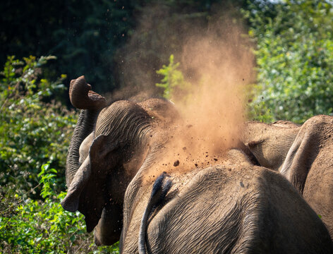 Asian elephant feeding in Udawalawe/Yala National Parks Sri Lanka