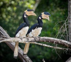Fototapeta premium Malabar Pied Hornbills perched on branch in tropical forest Sri Lanka