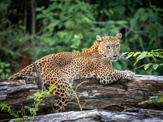 Sri Lankan leopard resting on a fallen tree in tropical forest Yala National Park Sri Lanka © Prasanna