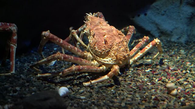 Large Japanese spider crab with long spindly legs rests on a dark gravel seabed in deep blue water. Underwater photography of a giant crustacean in its marine habitat or museum aquarium.