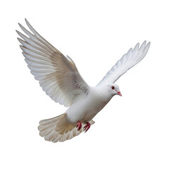 Obraz premium A white dove in flight with wings spread isolated on transparent background