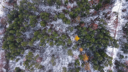 Frozen coniferous forest seen from drone © AlexGo
